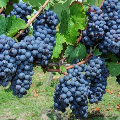 Terre de vignobles