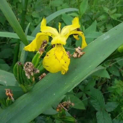 Chemins creux et fermes fortifiées