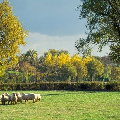 Le bois de Fontenalon