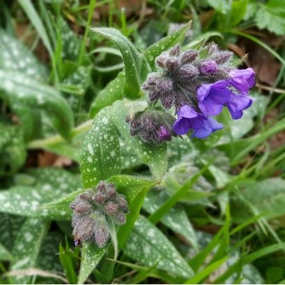 Autour des Brandes de Chaume
