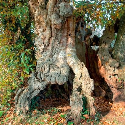 Les bois de Celles