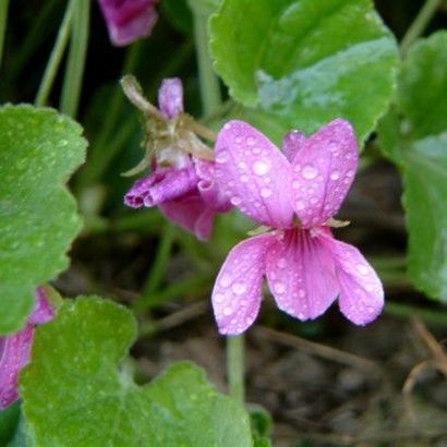 Le marais, terre apprivoisée