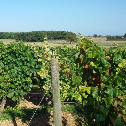 Sur les pas de la Négrette